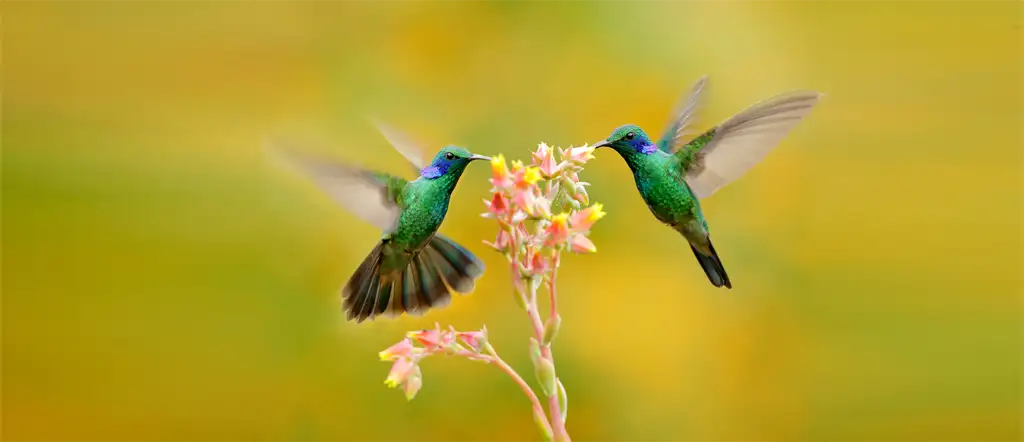 flor sobero - colibries