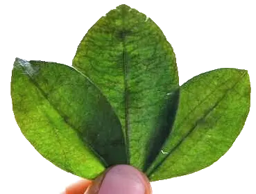 kintu quinto flor sobero